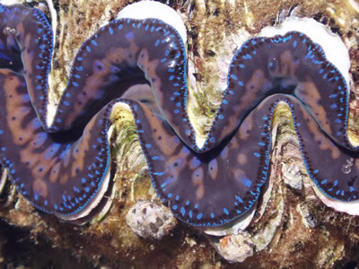 o-029 o-029